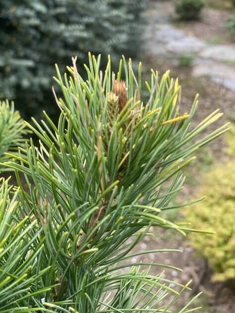 Pinus parviflora 'Tenysu kazu' - mapleridgenursery