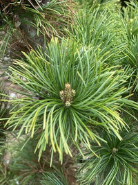 Thumbnail for Pinus parviflora 'Tenysu kazu' - mapleridgenursery