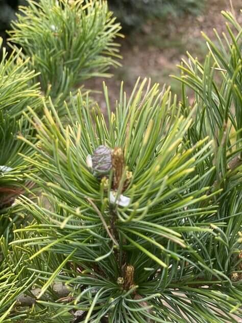 Pinus parviflora 'Tenysu kazu' - mapleridgenursery
