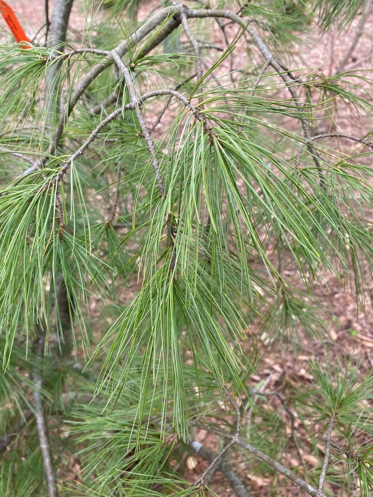 Pinus strobus 'Angel falls' - mapleridgenursery