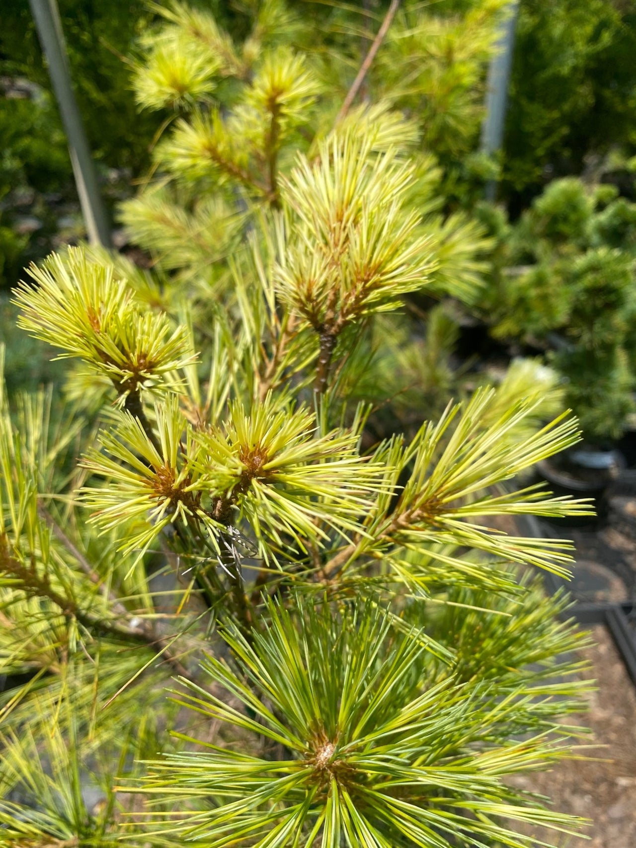Pinus strobus 'Bennet O.D.' - mapleridgenursery