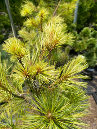 Thumbnail for Pinus strobus 'Bennet O.D.' - mapleridgenursery