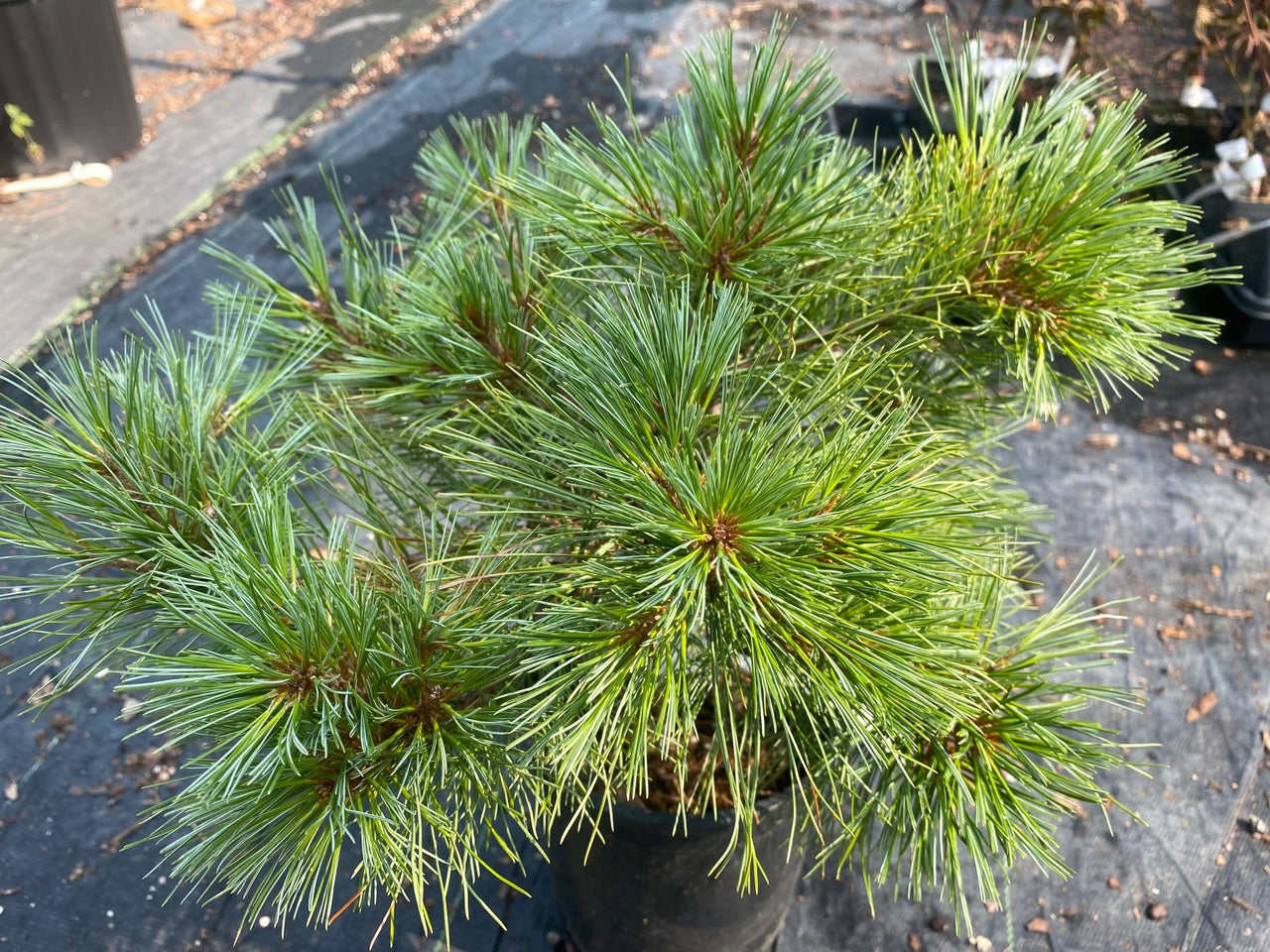 Pinus strobus 'Blue Shag' - mapleridgenursery