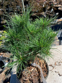 Thumbnail for Pinus strobus 'Caboose' - Maple Ridge Nursery