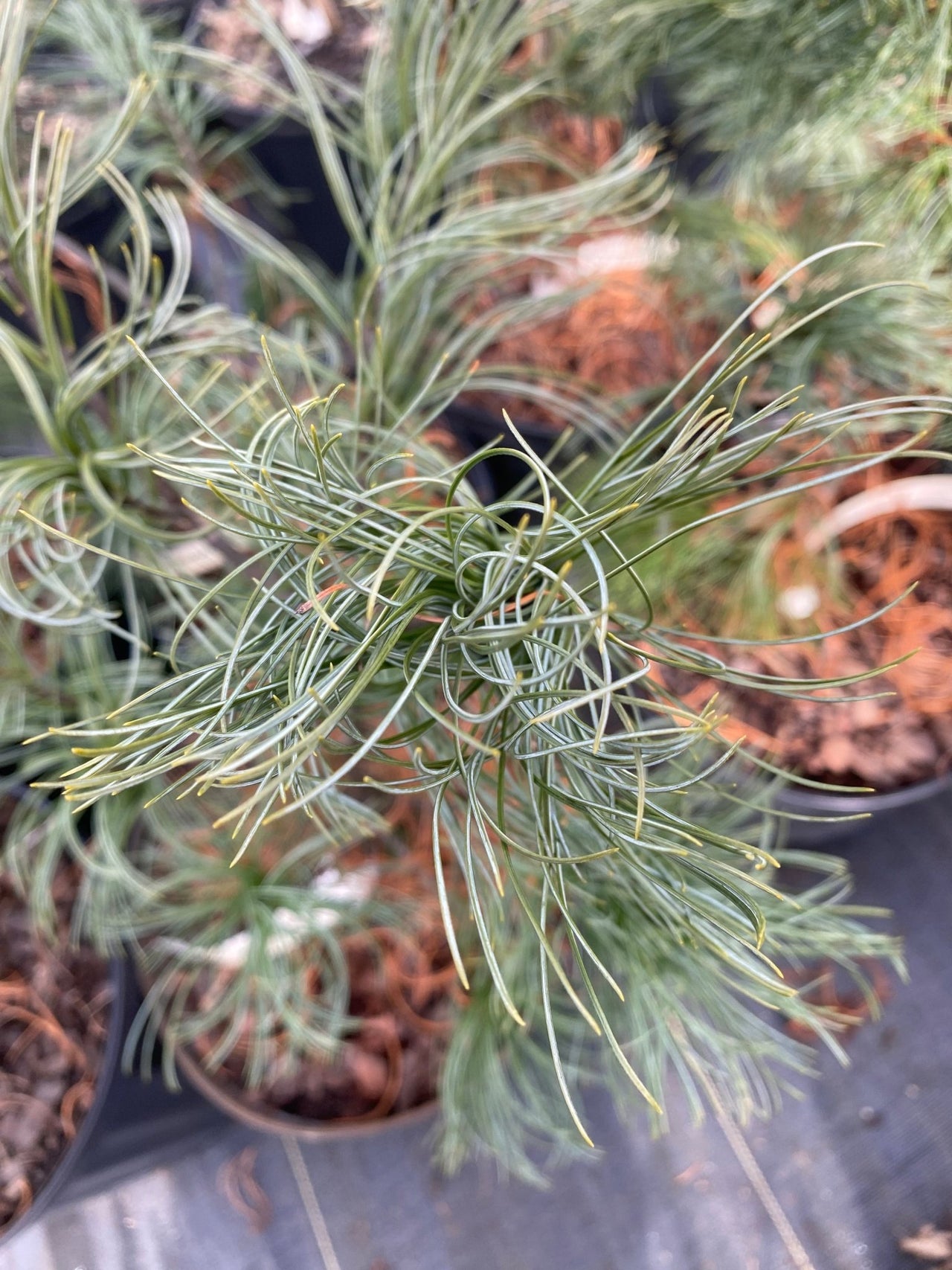 Pinus strobus 'Contorta' Twisted Eastern White Pine - Maple Ridge Nursery