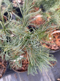 Thumbnail for Pinus strobus 'Contorta' Twisted Eastern White Pine - Maple Ridge Nursery