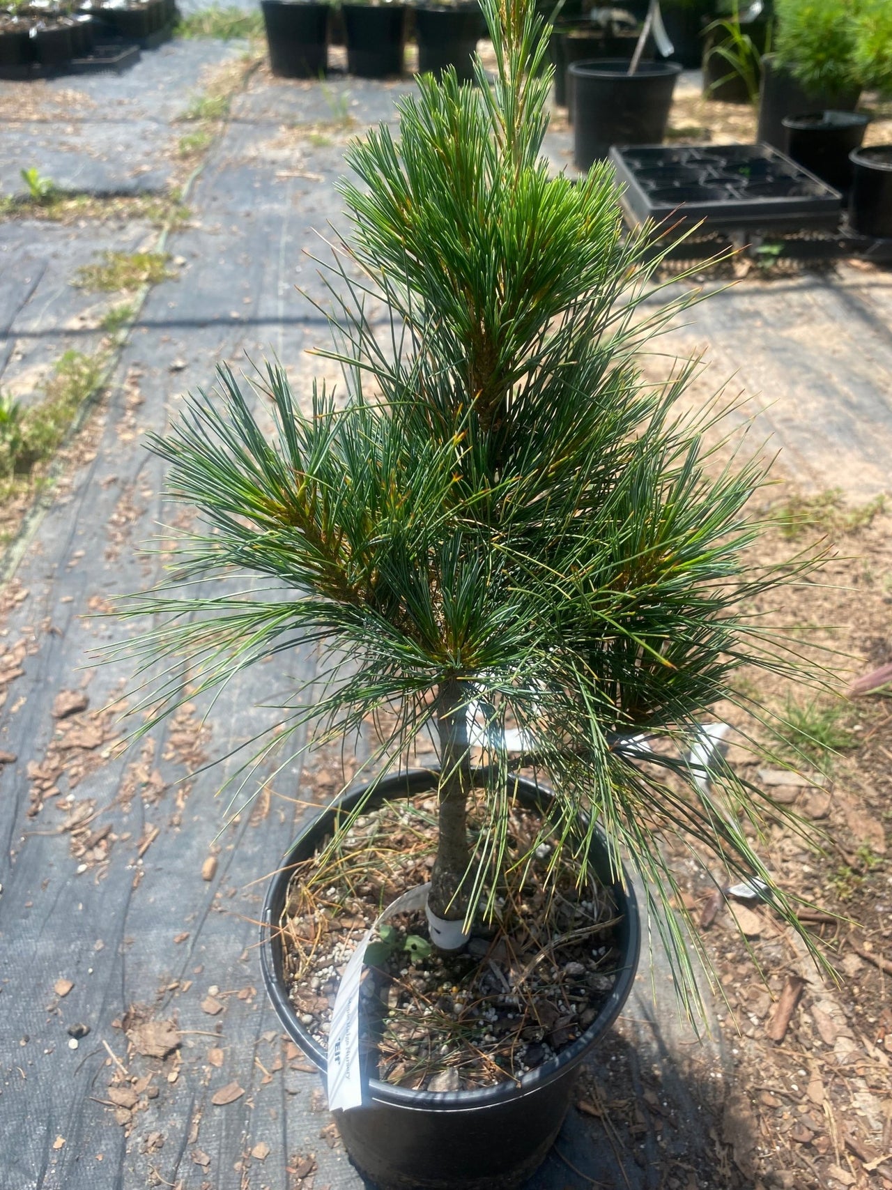 Pinus strobus 'Elf' - mapleridgenursery