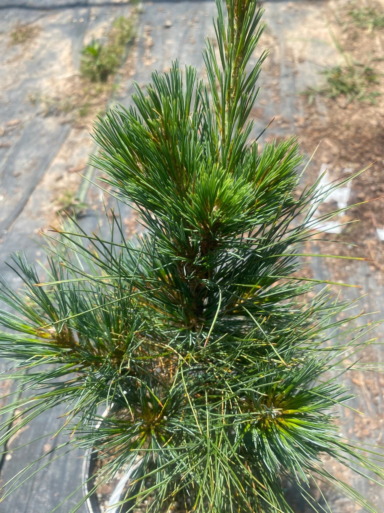 Pinus strobus 'Elf' - mapleridgenursery