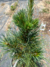 Thumbnail for Pinus strobus 'Elf' - mapleridgenursery