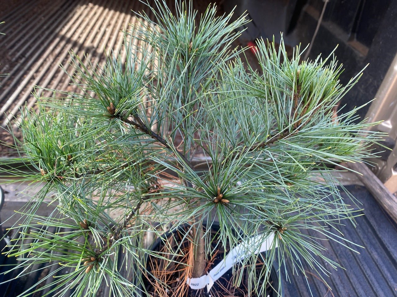 Pinus strobus 'Elkin's Dwarf' - Maple Ridge Nursery