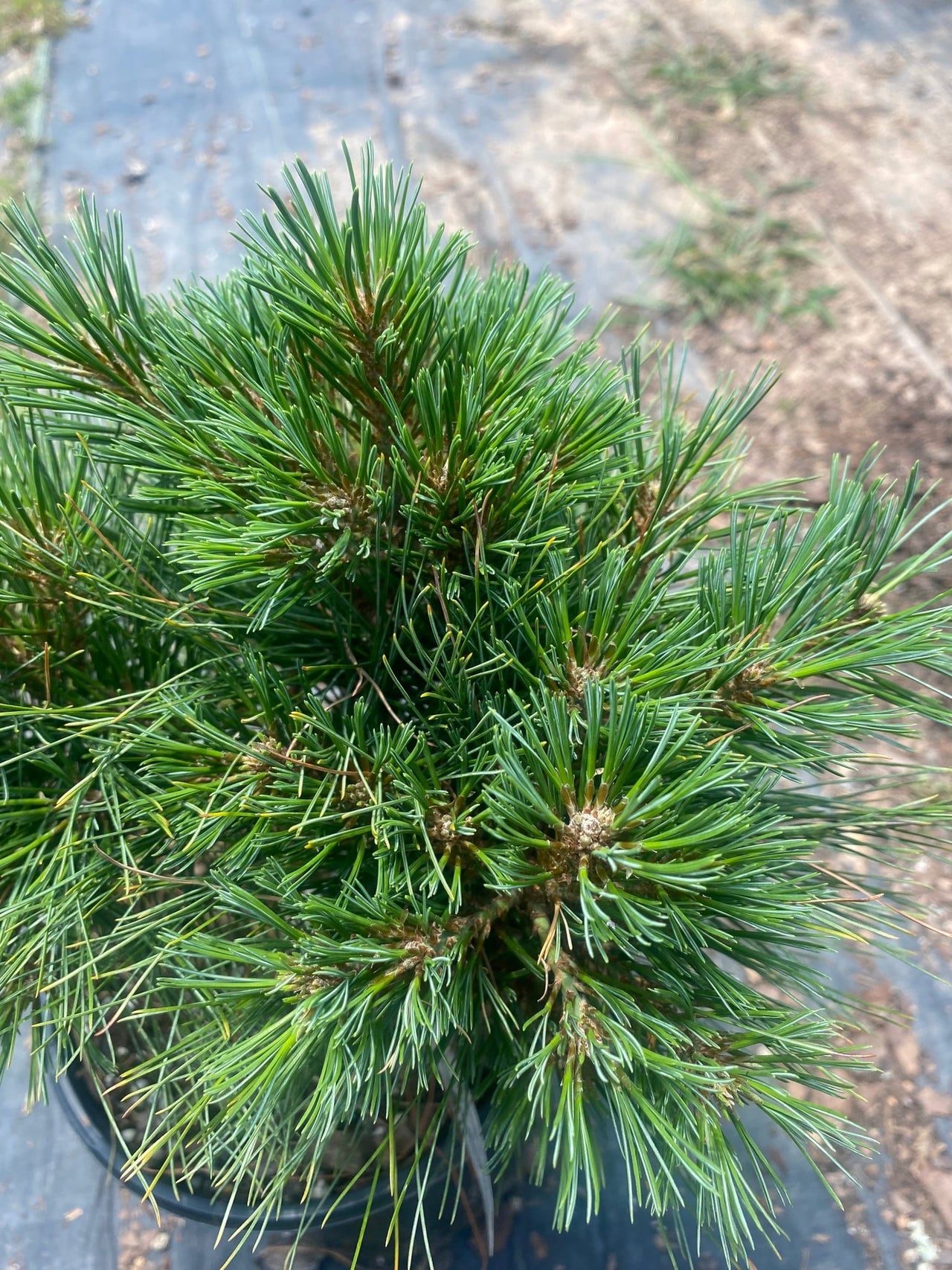 Pinus strobus 'Explosion' - mapleridgenursery
