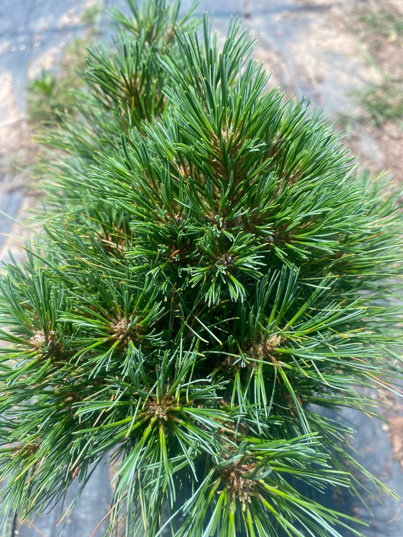 Pinus strobus 'Explosion' - mapleridgenursery