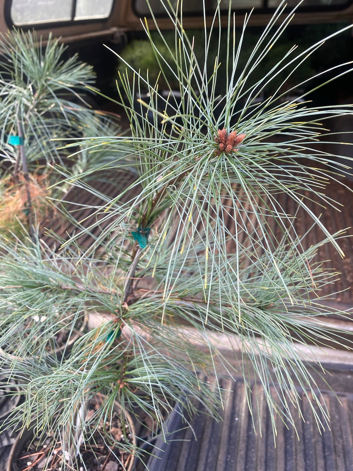 Pinus strobus 'Golden Candles' - Maple Ridge Nursery