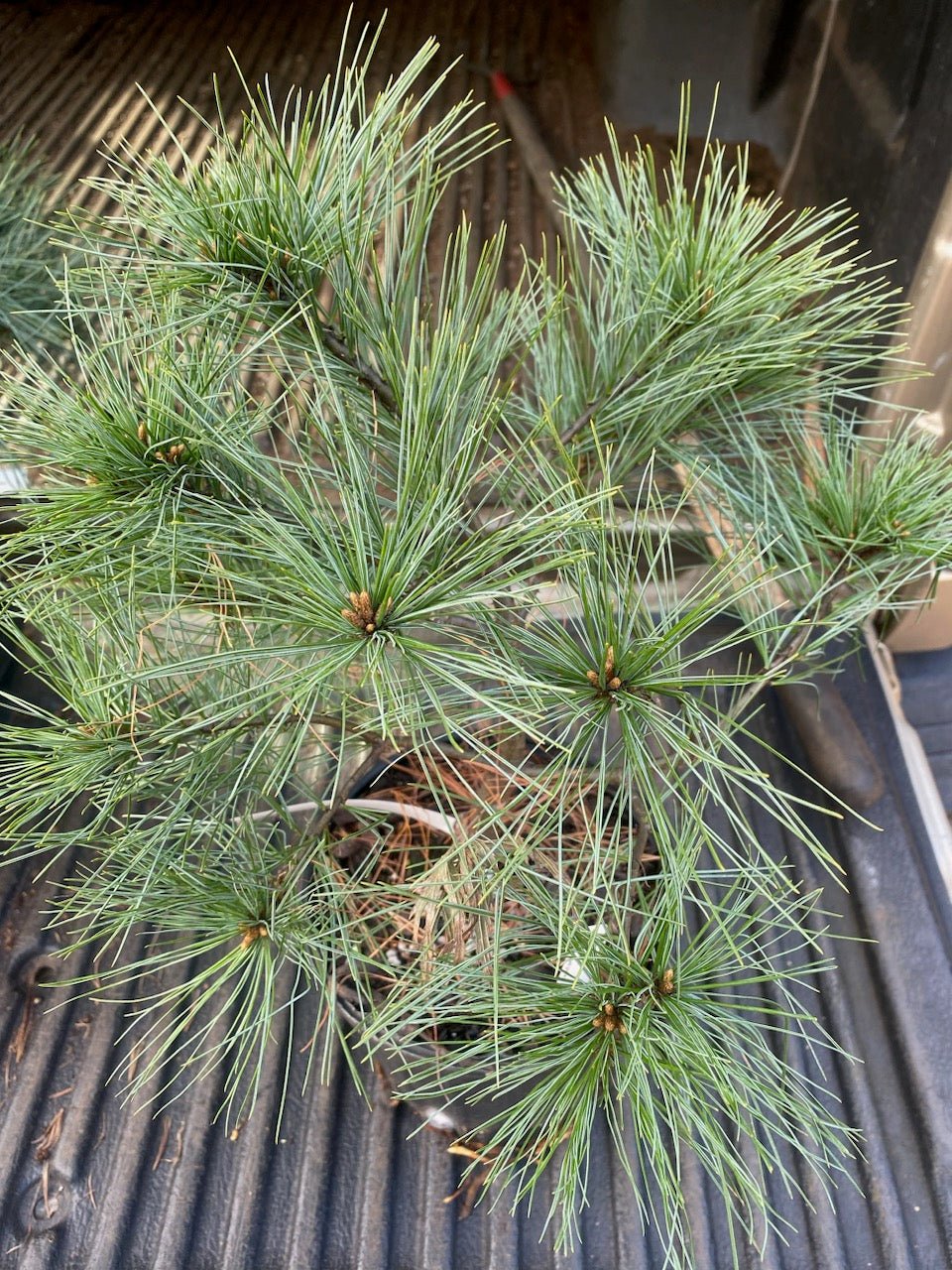 Pinus strobus 'Hershey' - Maple Ridge Nursery