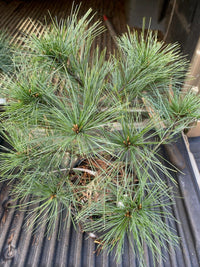 Thumbnail for Pinus strobus 'Hershey' - Maple Ridge Nursery