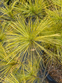 Thumbnail for Pinus strobus 'Hillside Winter Gold' - mapleridgenursery