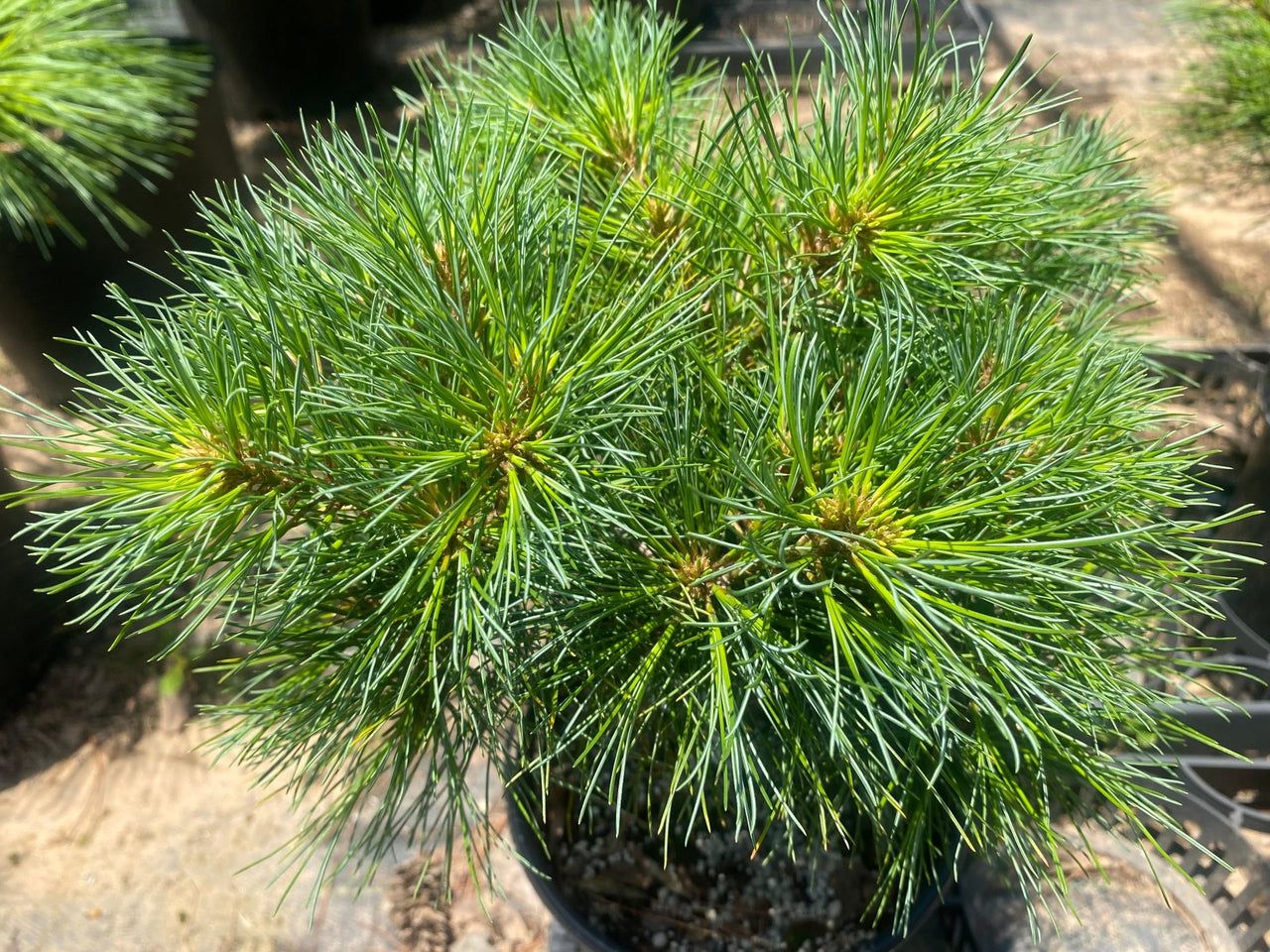 Pinus strobus 'Horsford' - mapleridgenursery