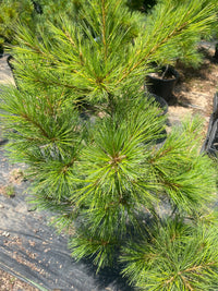 Thumbnail for Pinus strobus 'Louie' - mapleridgenursery