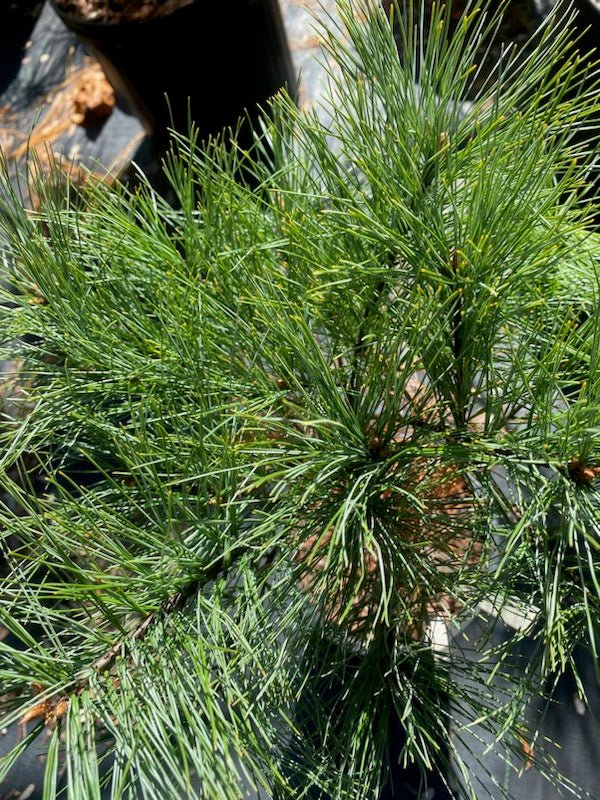 Pinus strobus 'Merrimack' - Maple Ridge Nursery