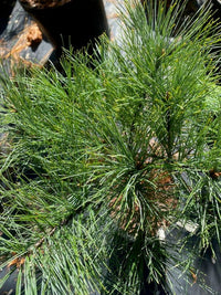 Thumbnail for Pinus strobus 'Merrimack' - Maple Ridge Nursery