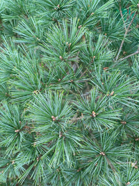 Thumbnail for Pinus strobus 'Minuta' - mapleridgenursery