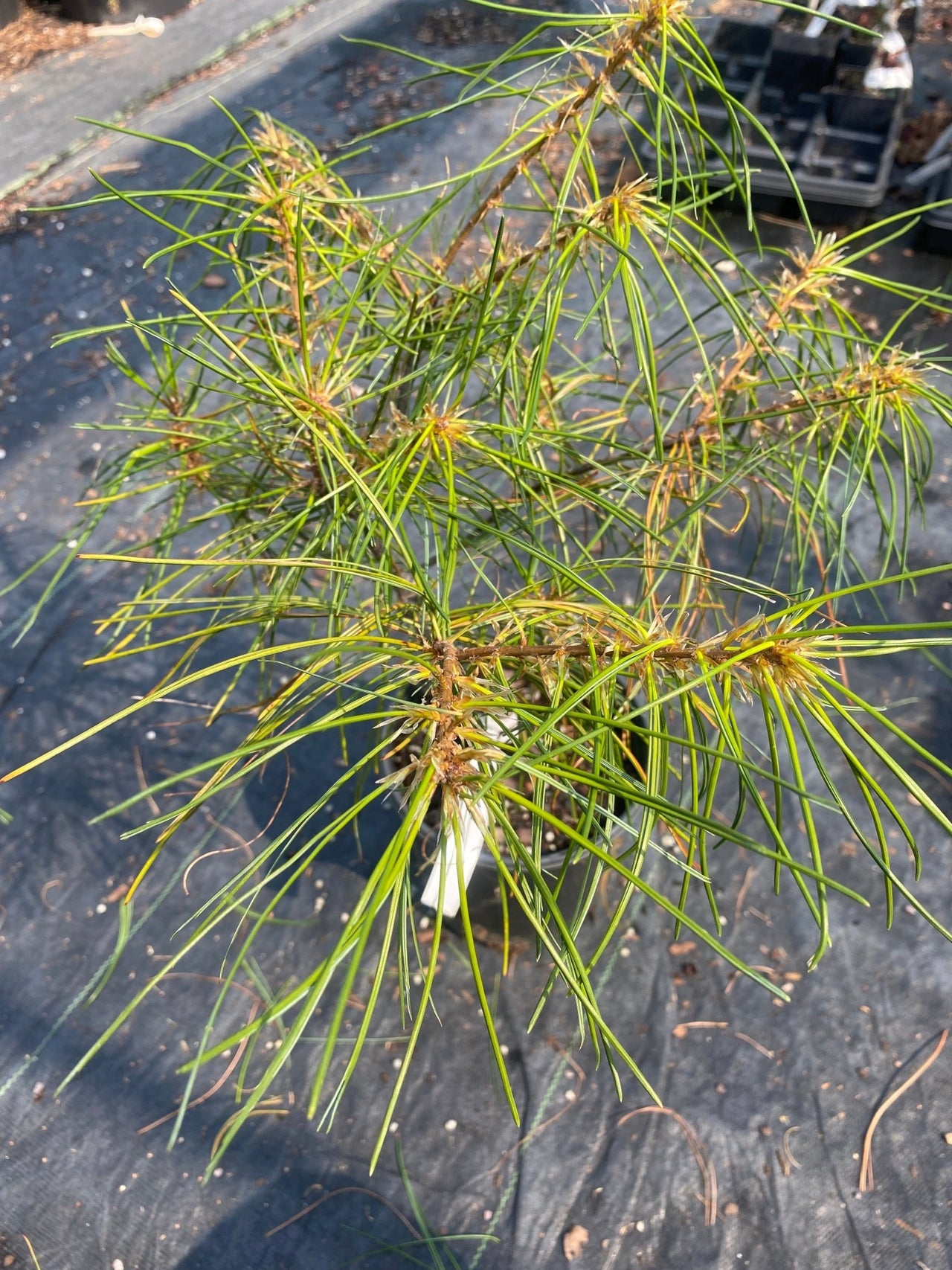 Pinus strobus 'Porcupine' - mapleridgenursery