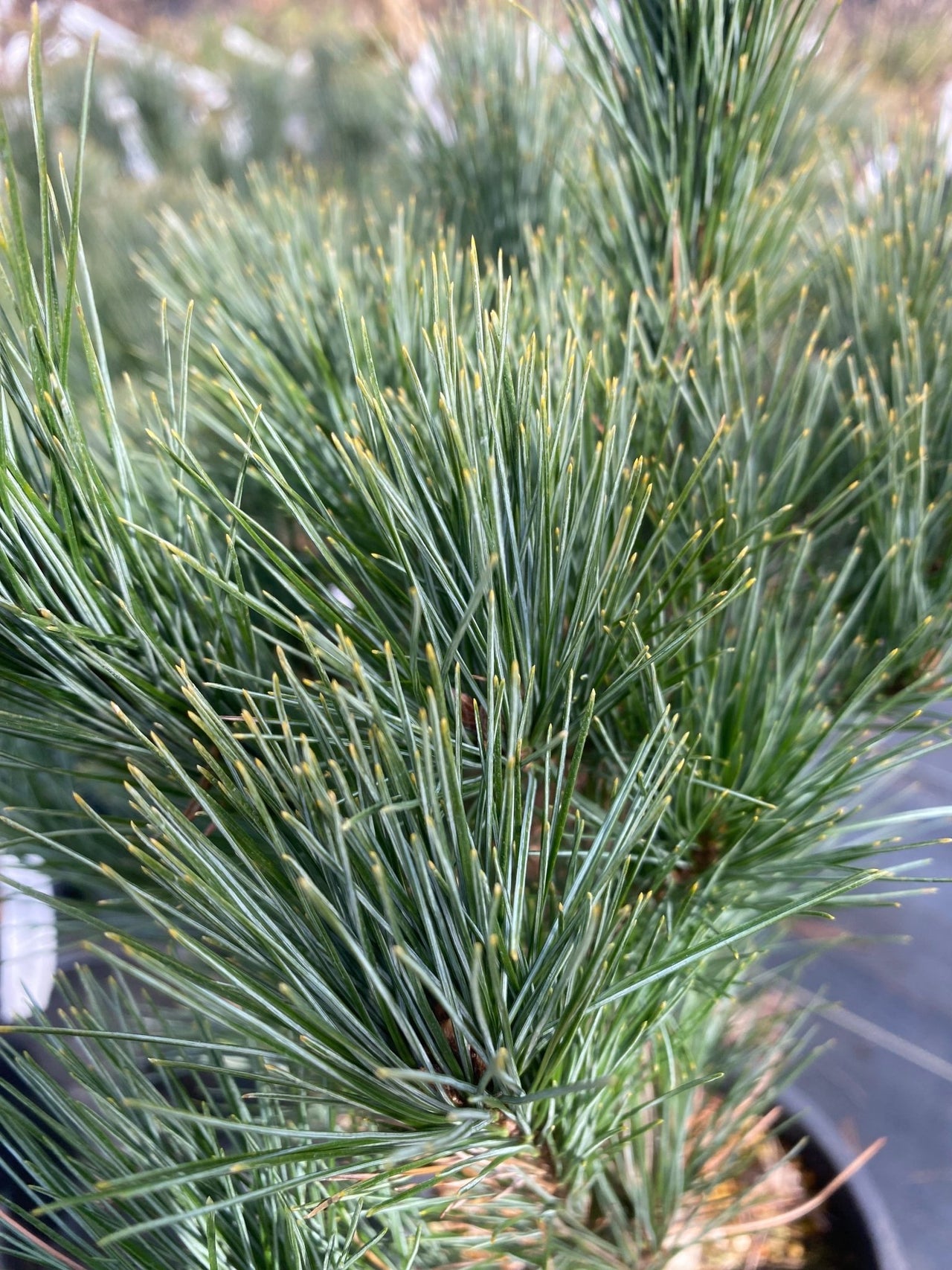 Pinus strobus 'Sarah Rachel' Eastern White Pine - Maple Ridge Nursery