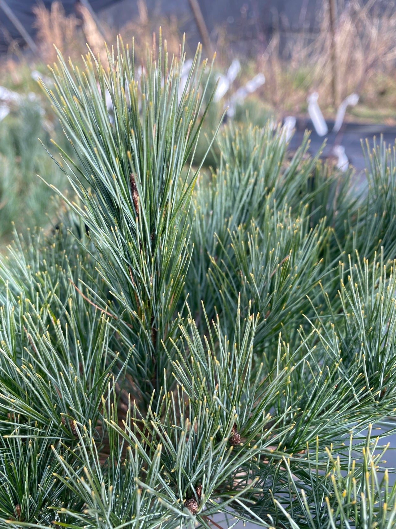 Pinus strobus 'Sarah Rachel' Eastern White Pine - Maple Ridge Nursery