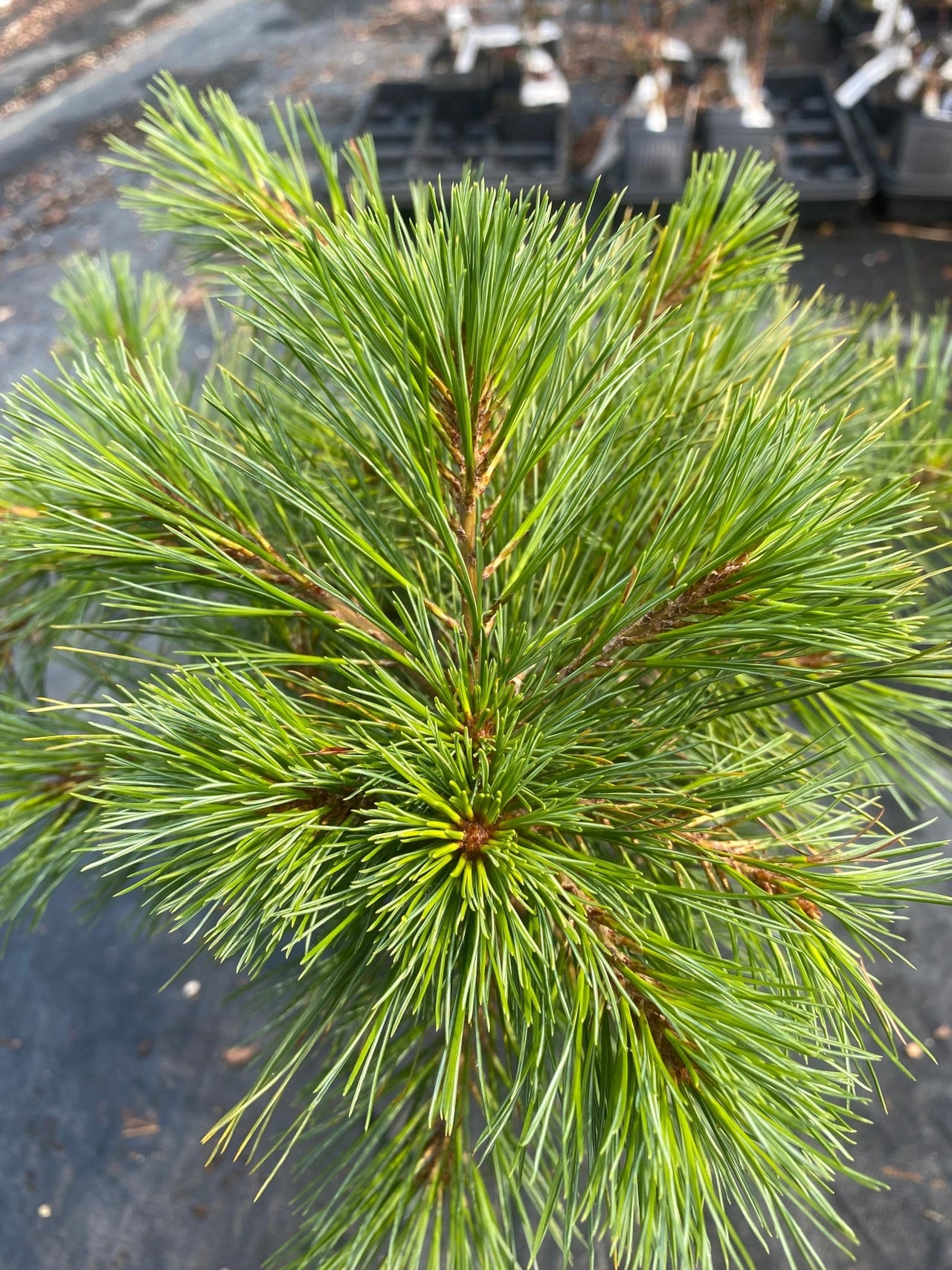 Pinus strobus 'Shaggy Dog' - mapleridgenursery