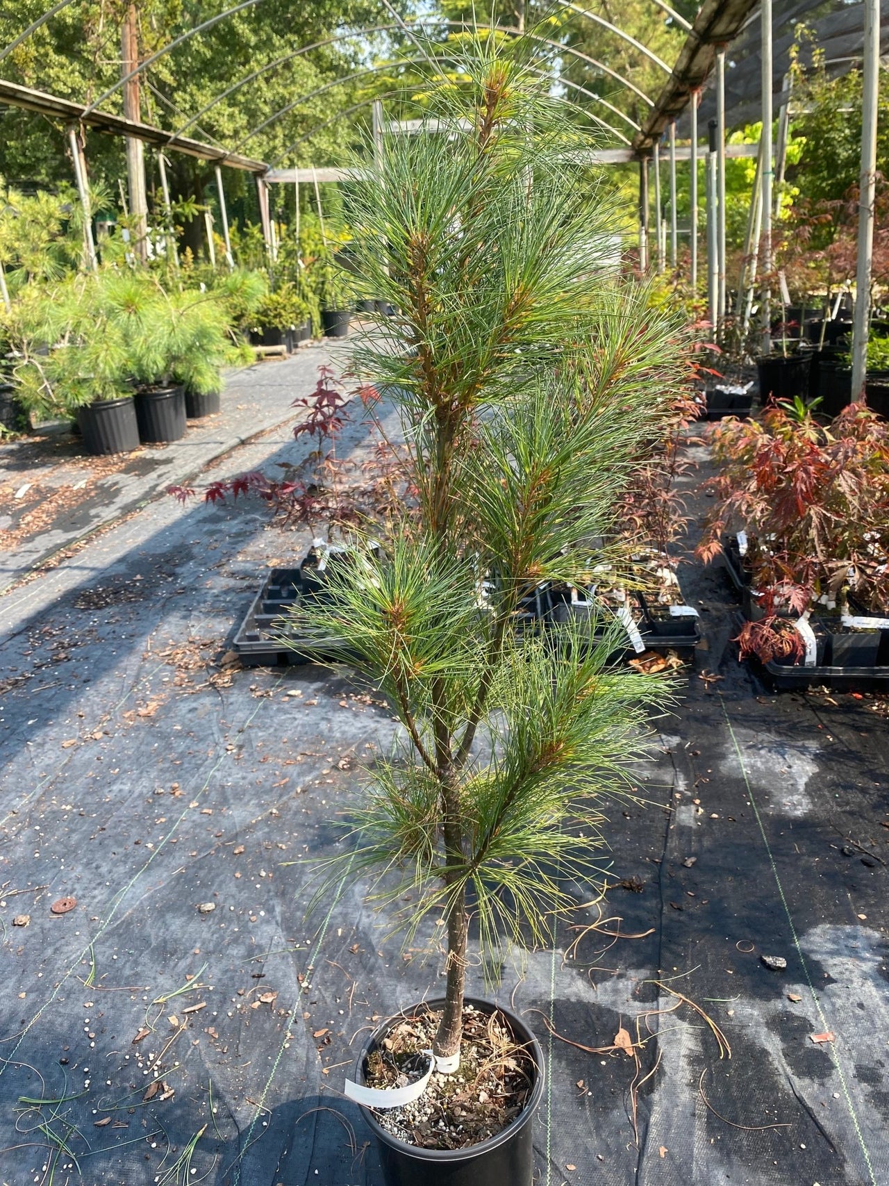 Pinus strobus 'Stowe Pillar' - mapleridgenursery