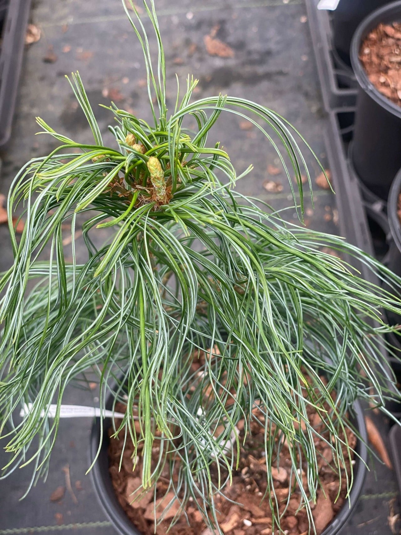 Pinus strobus 'Torulosa' - mapleridgenursery