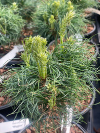Thumbnail for Pinus strobus 'Wiggles' - mapleridgenursery