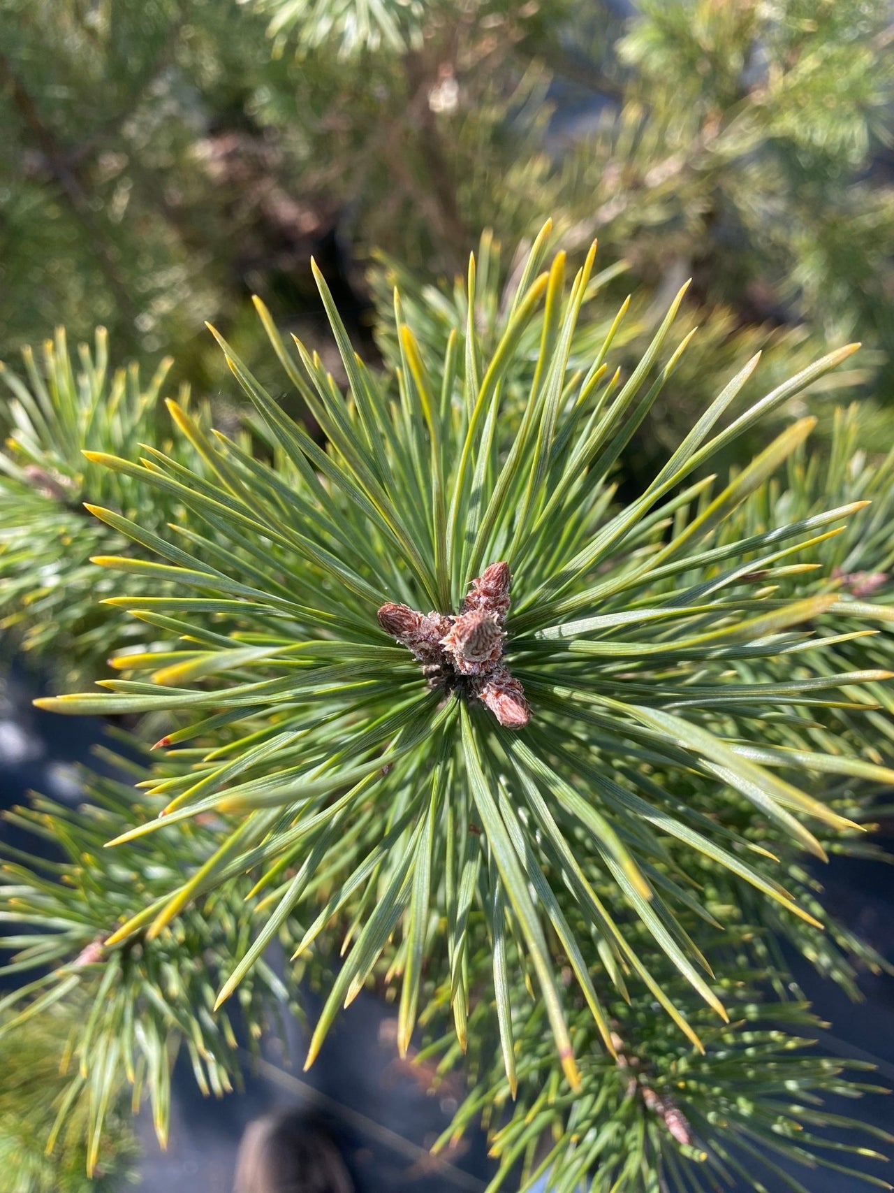 Pinus sylvestris 'Candlelight' Golden Scotch Pine - Maple Ridge Nursery