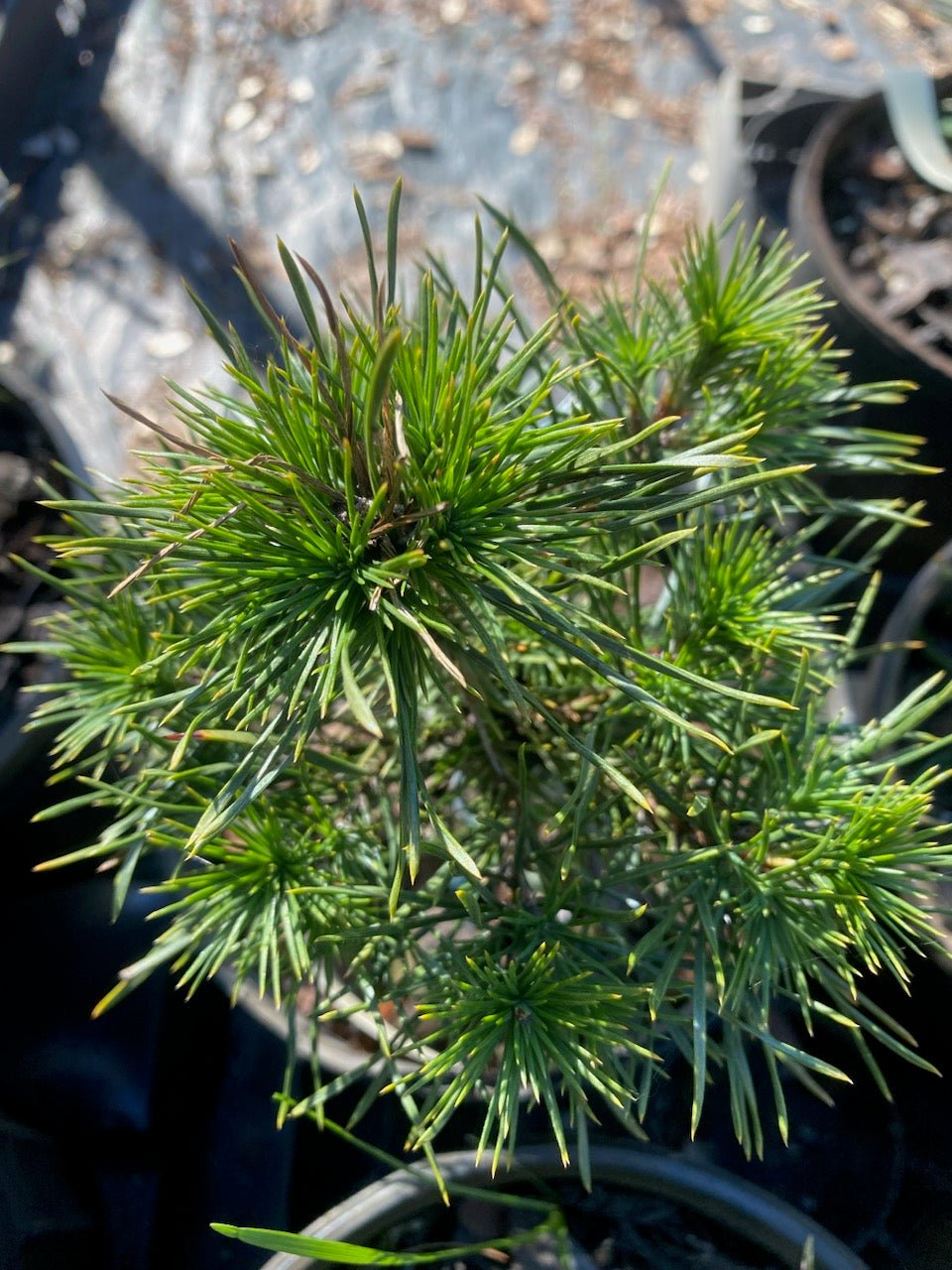 Pinus sylvestris 'Green Penguin' - Maple Ridge Nursery