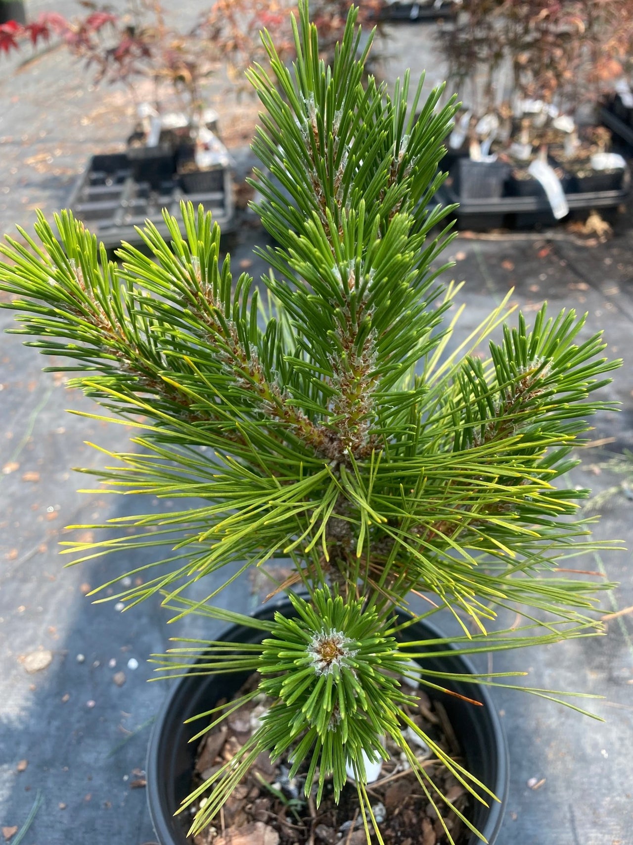 Pinus thumbergii 'Ban sho sho' - mapleridgenursery