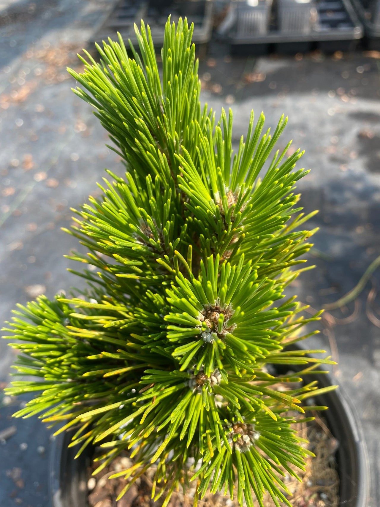 Pinus thumbergii 'Herb Kelly Dwarf' - mapleridgenursery