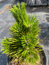 Thumbnail for Pinus thumbergii 'Herb Kelly Dwarf' - mapleridgenursery