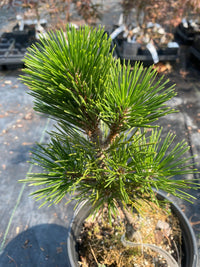 Thumbnail for Pinus thumbergii 'Kotobuki' - mapleridgenursery