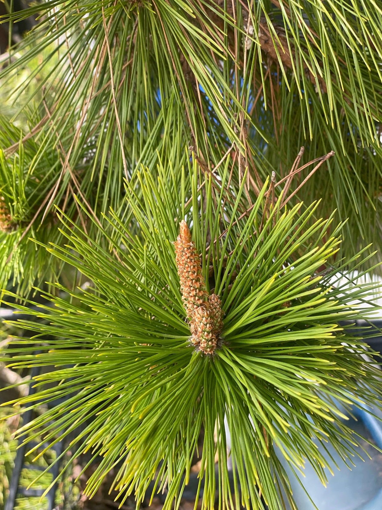 Pinus thumbergii 'Kyokko yatsabusa' - mapleridgenursery