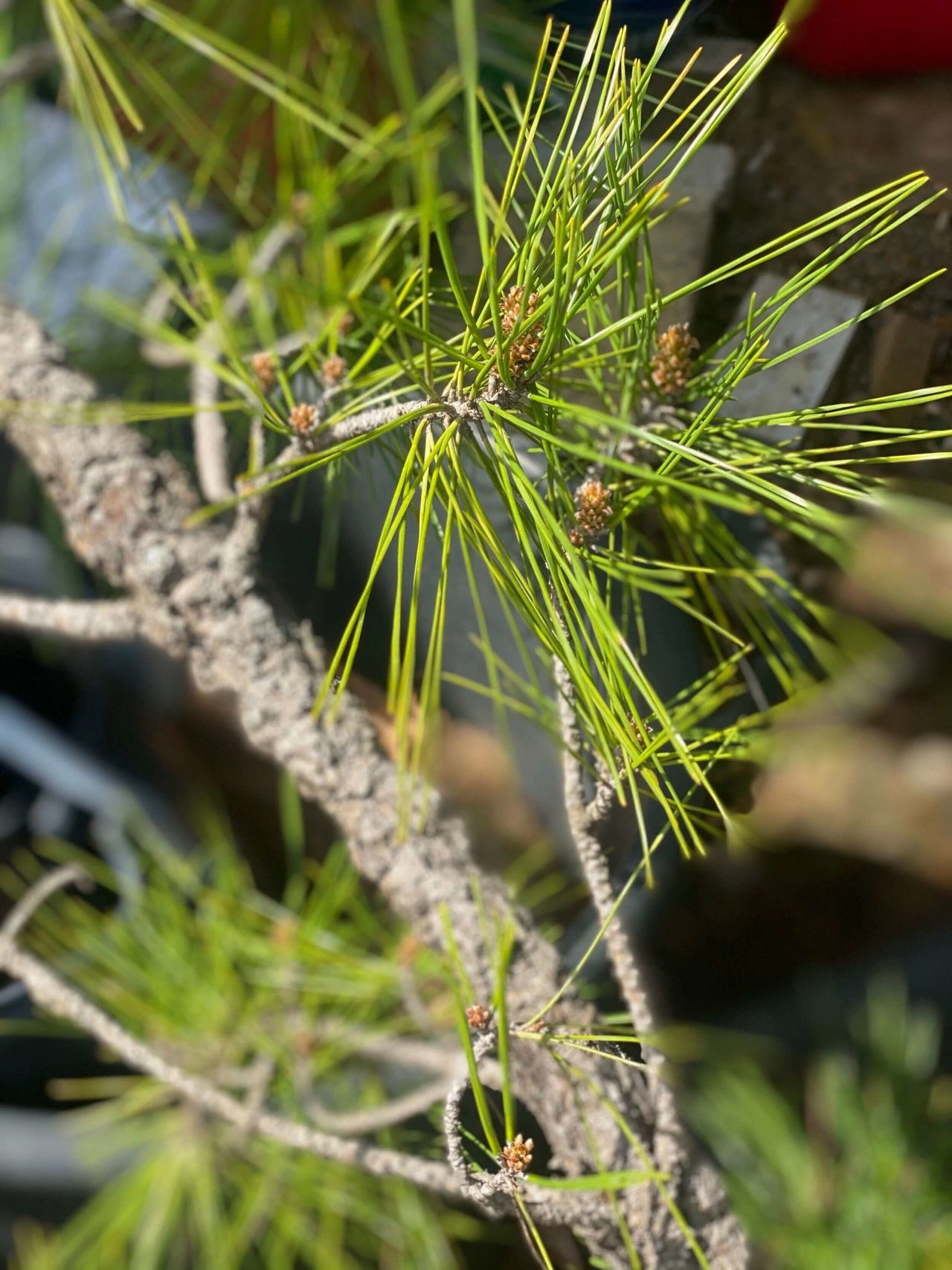 Pinus thumbergii 'Kyokko yatsabusa' - mapleridgenursery