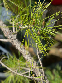 Thumbnail for Pinus thumbergii 'Kyokko yatsabusa' - mapleridgenursery