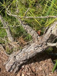 Thumbnail for Pinus thumbergii 'Kyokko yatsabusa' - mapleridgenursery