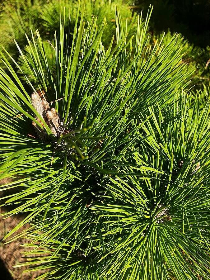 Pinus thumbergii 'Thunderhead' - mapleridgenursery