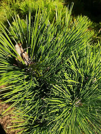 Thumbnail for Pinus thumbergii 'Thunderhead' - mapleridgenursery