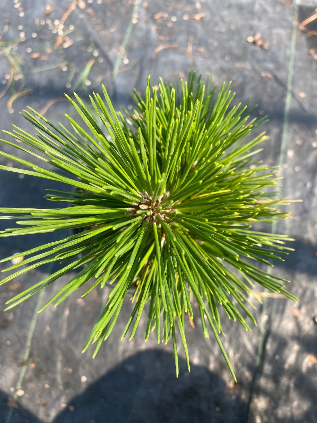 Pinus thumbergii 'Whisky Hill' - mapleridgenursery