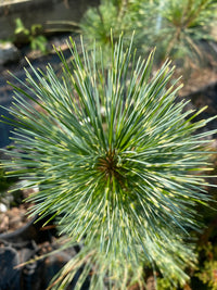 Thumbnail for Pinus wallichiana 'Zebrina' - mapleridgenursery
