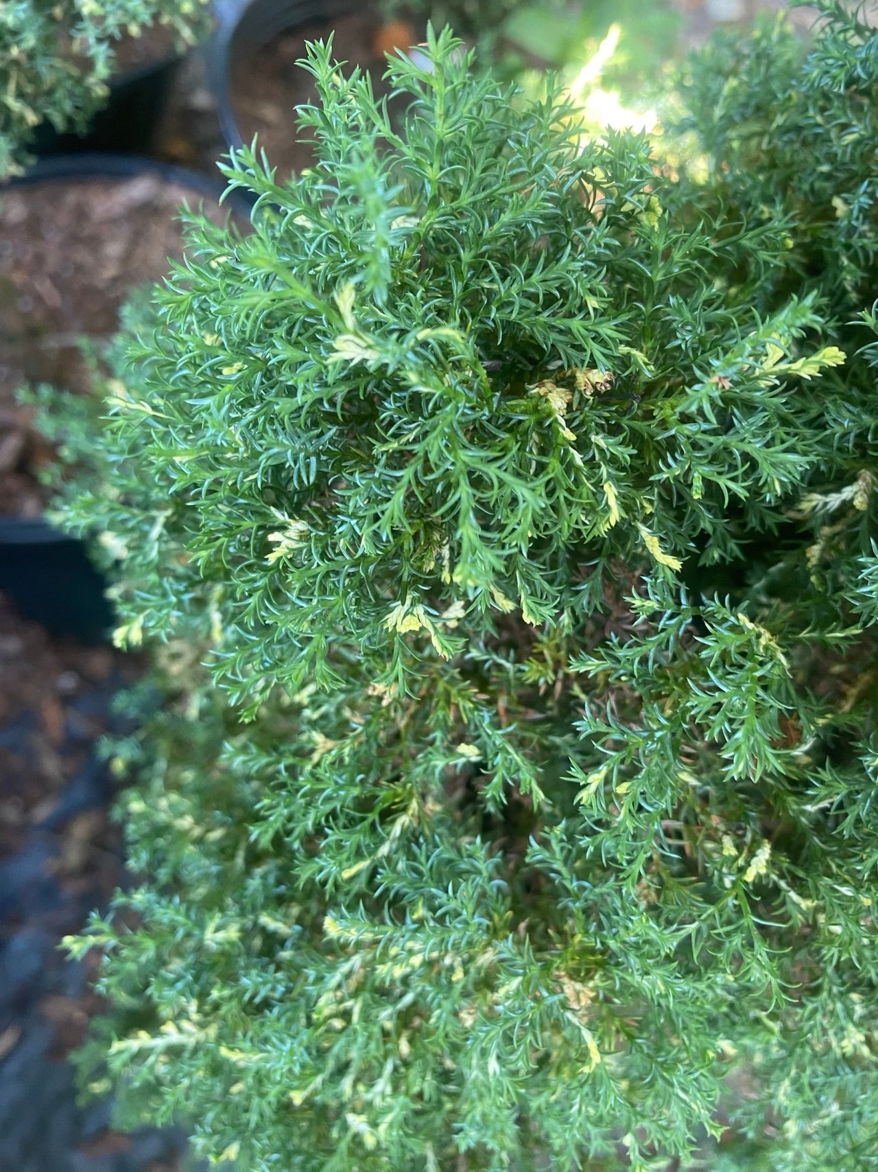Rooted Conifer Bundle - Maple Ridge Nursery