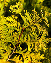 Thumbnail for Rooted Conifer Bundle - Maple Ridge Nursery