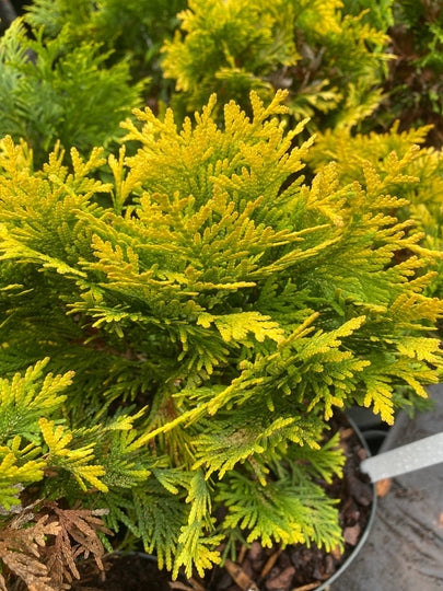 Thuja occidentalis 'Sunkist' Golden Arborvitae – Maple Ridge Nursery