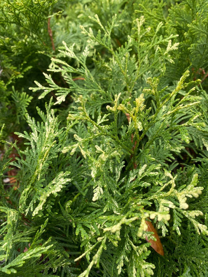 Thuja occidentalis 'Wansdyke Silver' Variegated Arborvitae – Maple